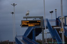 Birds in Leuchars Station Scotland